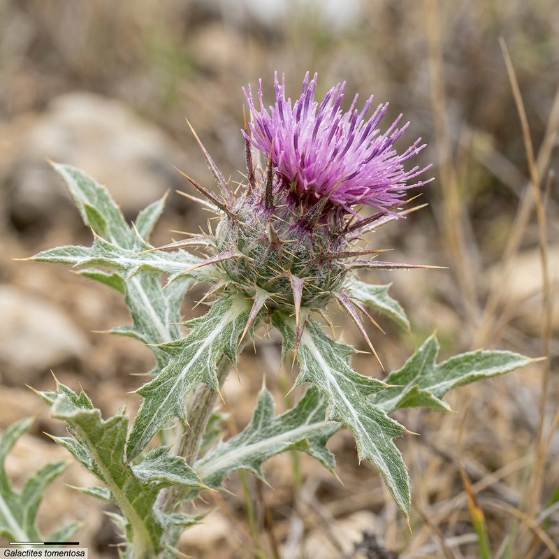 Milchfleckdistel (Galactites tomentosa), KI-Illustration