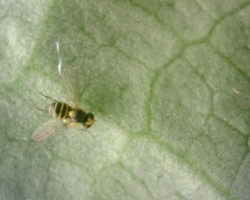 Minierfliegen — Bild 5 von 9