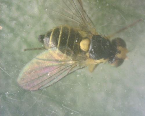 Minierfliegen — Bild 4 von 9