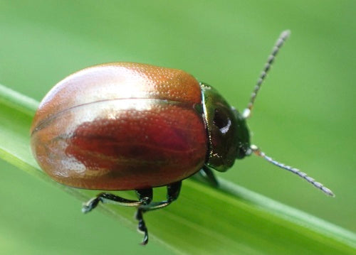 Minzblattkäfer — Bild 3 von 10