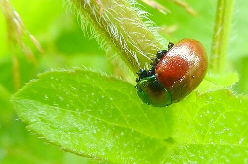 Minzblattkäfer — Bild 5 von 10