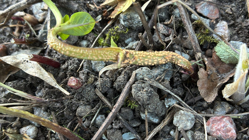 Minzrost — Bild 2 von 8