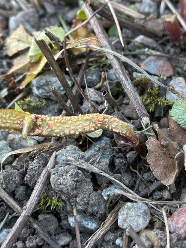 Minzrost — Bild 1 von 8