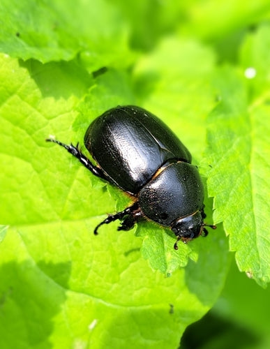Mistkäfer (Pentodon idiota) — Bild 5 von 9