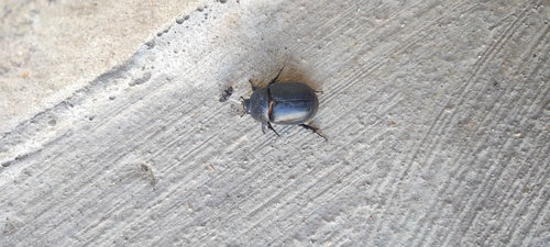 Mistkäfer (Pentodon idiota) — Bild 3 von 9