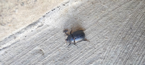 Mistkäfer (Pentodon idiota) — Bild 2 von 9