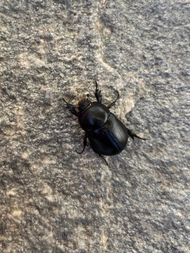 Mistkäfer (Pentodon idiota) — Bild 4 von 9