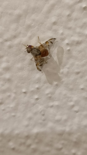 Mittelmeerfruchtfliege — Bild 1
