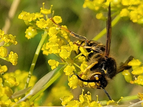 Mittlere Wespe — Bild 5 von 8