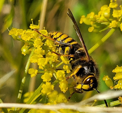 Mittlere Wespe — Bild 4 von 8