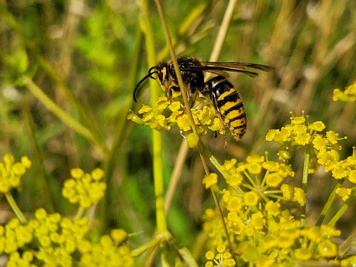 Mittlere Wespe — Bild 2 von 8