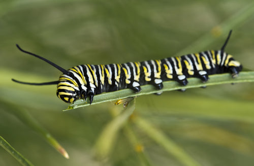 Monarchfalter — Bild 3 von 10