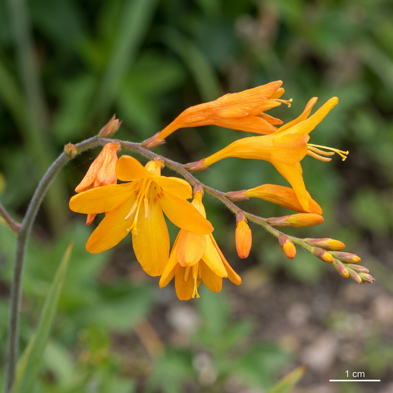 Montbretien (Crocosmia aurea), KI-Illustration
