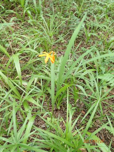 Montbretien — Bild 4 von 8