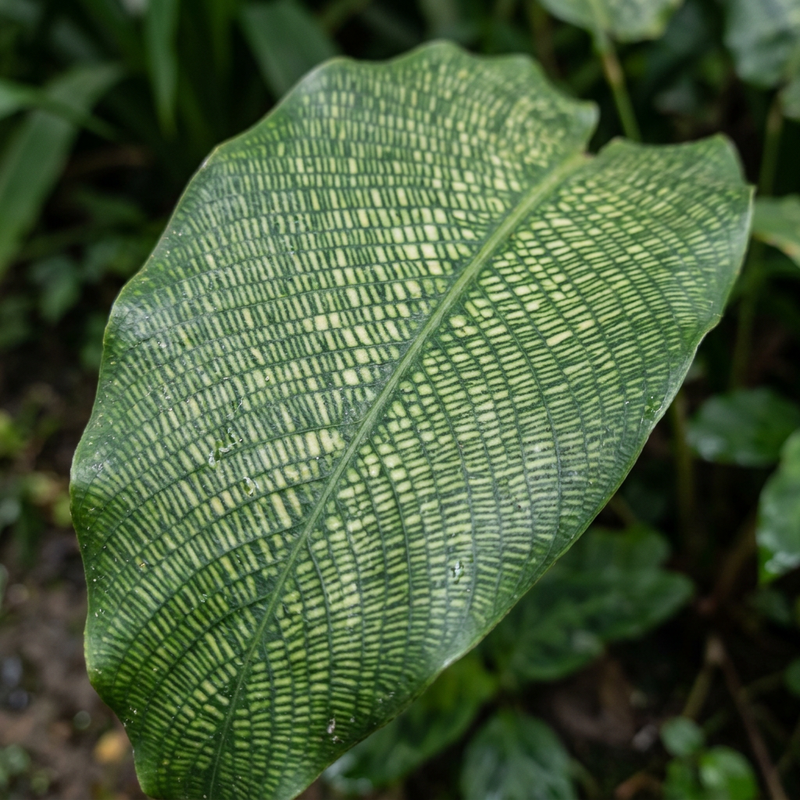 Mosaik-Calathea (Calathea musaica), KI-Illustration
