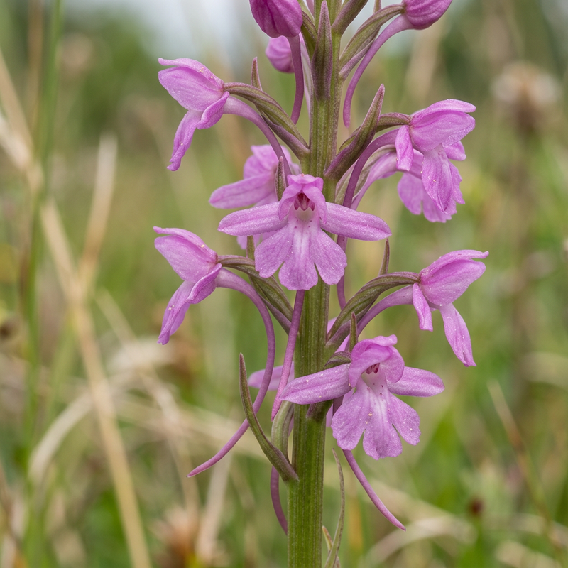 Mücken-Händelwurz (Gymnadenia conopsea), KI-Illustration