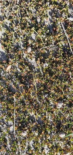 Muehlenbeckia — Bild 4 von 8