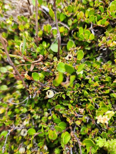 Muehlenbeckia — Bild 5 von 8