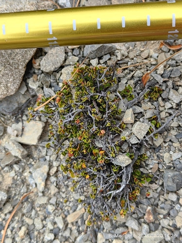 Muehlenbeckia — Bild 3 von 8