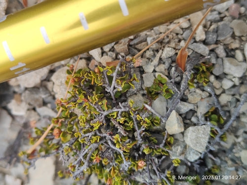 Muehlenbeckia — Bild 2 von 8