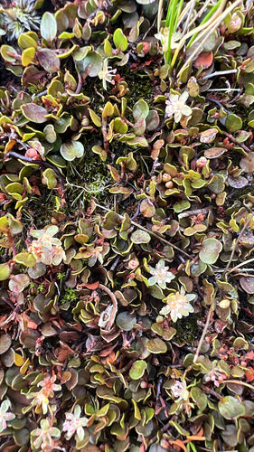Muehlenbeckia — Bild 1 von 8