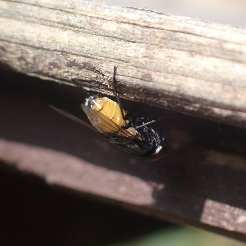 Musca Autumnalis — Bild 3 von 9
