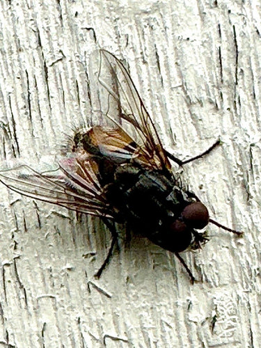 Musca Autumnalis — Bild 2 von 9