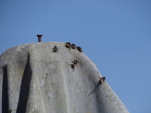 Musca Autumnalis — Bild 5 von 9