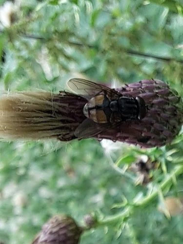 Musca Autumnalis — Bild 4 von 9