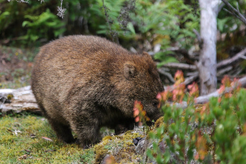 Nacktnasenwombat — Bild 2 von 8