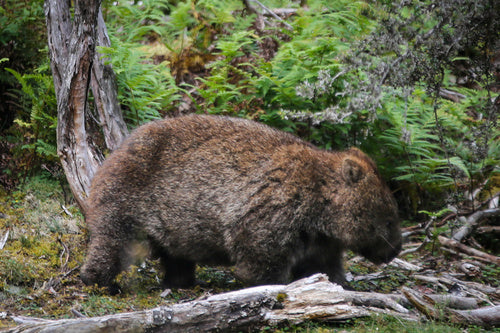 Nacktnasenwombat — Bild 1 von 8