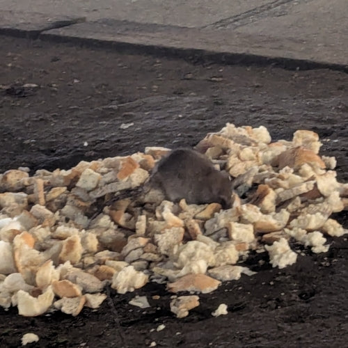 Nagetiere — Bild 4 von 51