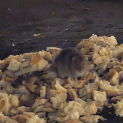 Nagetiere — Bild 3 von 51