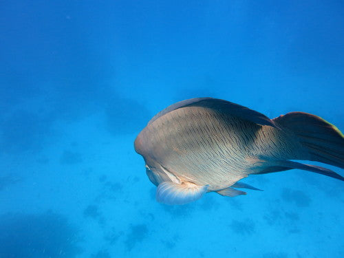 Napoleon-Lippfisch — Bild 4 von 9
