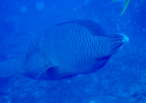 Napoleon-Lippfisch — Bild 2 von 9
