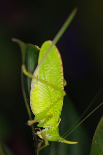 Nashorn-Heuschrecke (Gattung Copiphora) — Bild 5 von 9