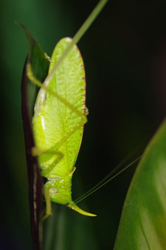 Nashorn-Heuschrecke (Gattung Copiphora) — Bild 4 von 9