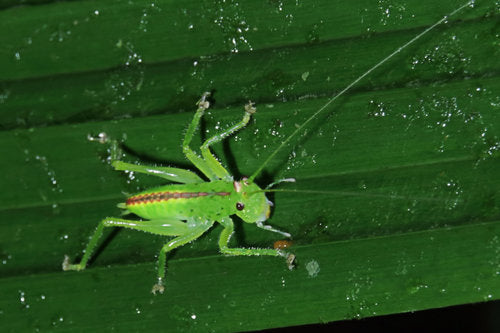 Nashorn-Heuschrecke (Gattung Copiphora) — Bild 3 von 9