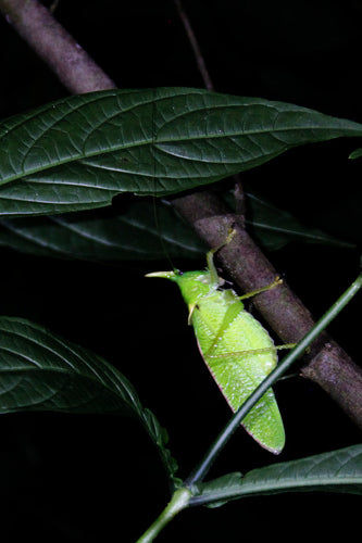 Nashorn-Heuschrecke (Gattung Copiphora) — Bild 2 von 9