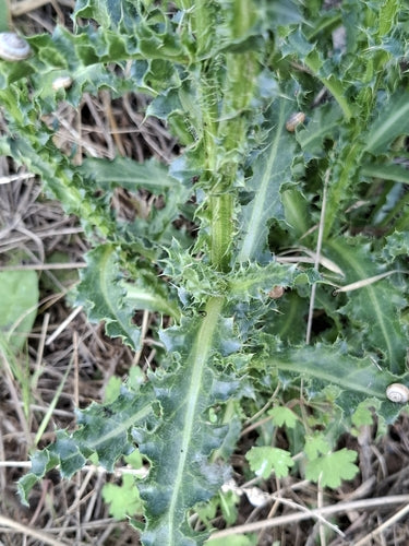 Nickende Distel — Bild 4 von 9