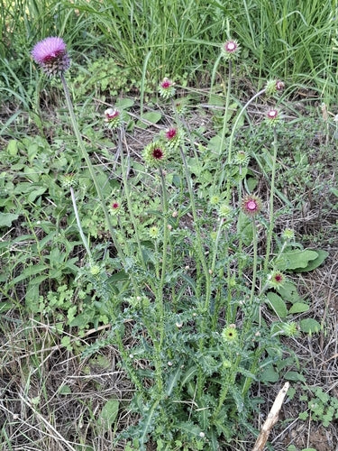 Nickende Distel — Bild 3 von 9