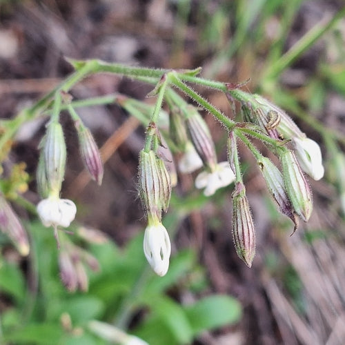 Nickendes Leimkraut — Bild 3 von 9