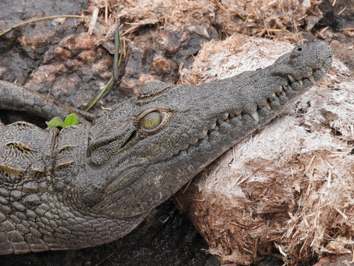 Nilkrokodil — Bild 5 von 10