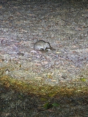 Nördlicher Braunbandicoot — Bild 5 von 8