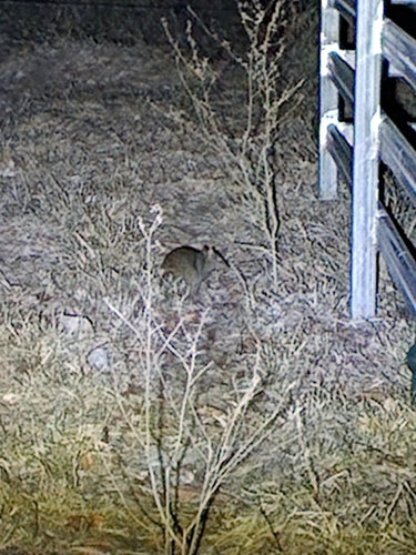 Nördlicher Braunbandicoot — Bild 4 von 8
