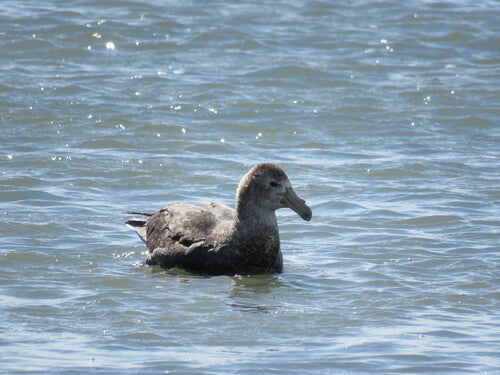 Nördlicher Riesensturmvogel — Bild 3 von 8