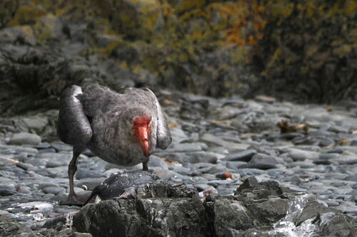 Nördlicher Riesensturmvogel — Bild 2 von 8