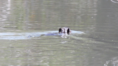 Nutria (Biberratte) — Bild 3 von 50
