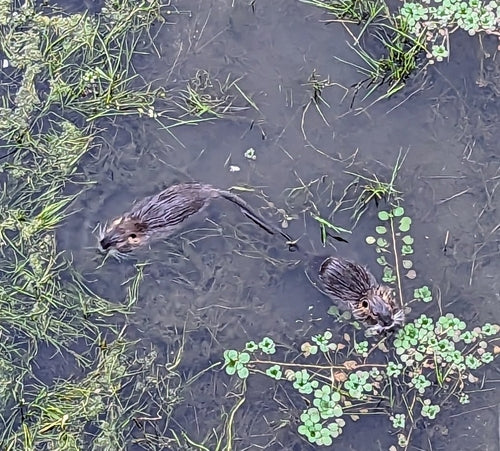 Nutria (Biberratte) — Bild 1 von 50