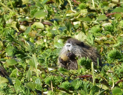 Nutria (Biberratte) — Bild 4 von 50